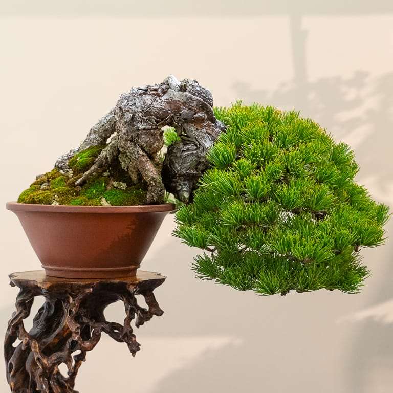 2020年 日本国府小品盆景展 图片