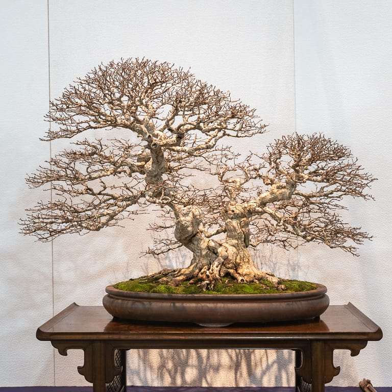 2020年 国府落叶盆景展 精品图片