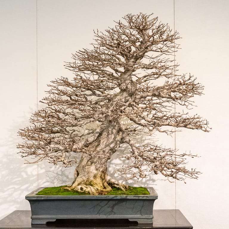 2020年 国府落叶盆景展 精品图片