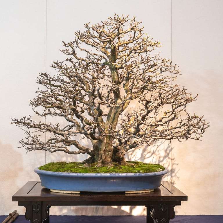 2020年 国府落叶盆景展 精品图片