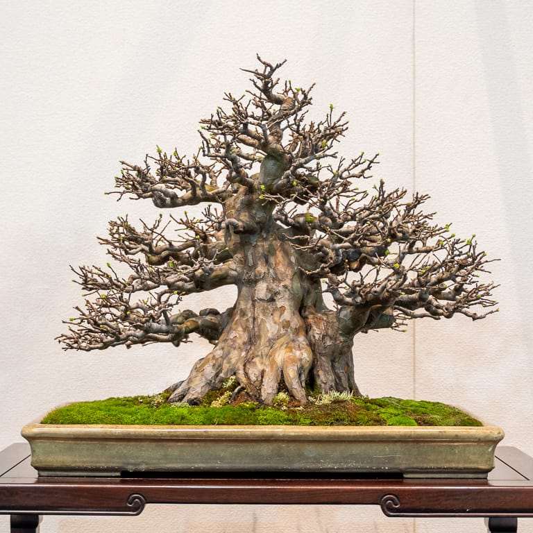 2020年 国府落叶盆景展 精品图片