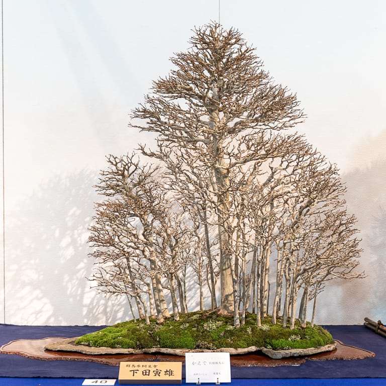 2020年 国府落叶盆景展 精品图片