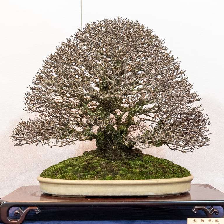 2020年 国府落叶盆景展 精品图片