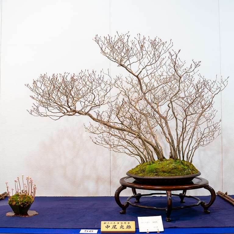 2020年 国府落叶盆景展 精品图片