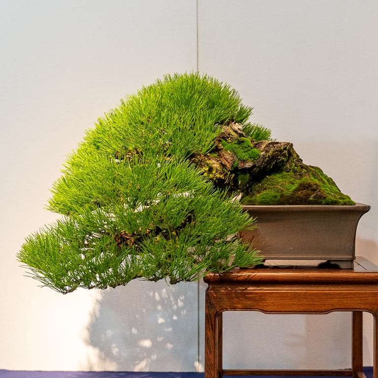 2020年 国府盆景展 日本黑松篇 图片