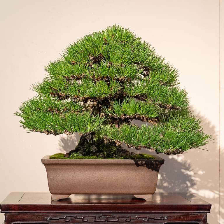 2020年 国府盆景展 日本黑松篇 图片