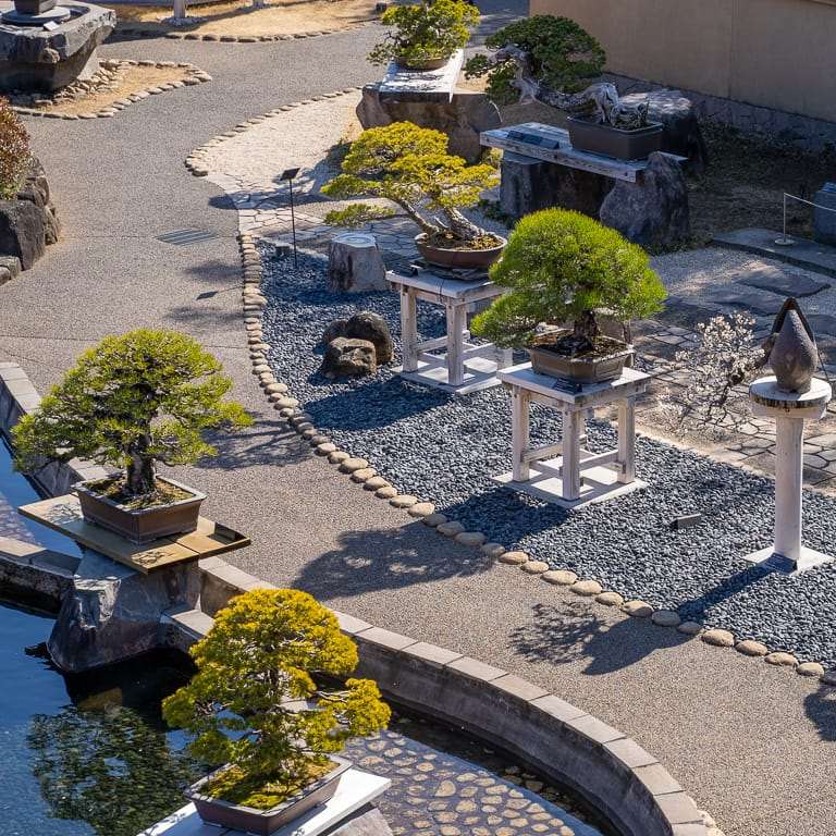 大宫盆景博物馆花园的亮点 图片