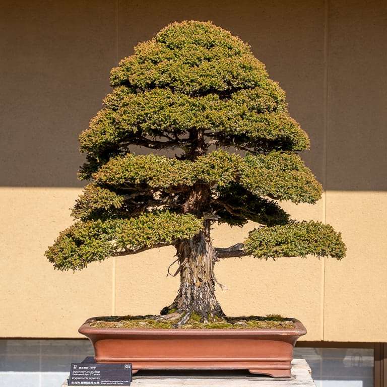 大宫盆景博物馆花园的亮点 图片