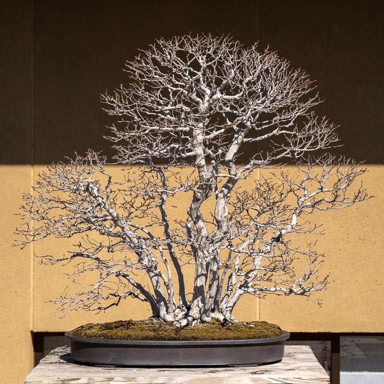 大宫盆景博物馆花园的亮点 图片