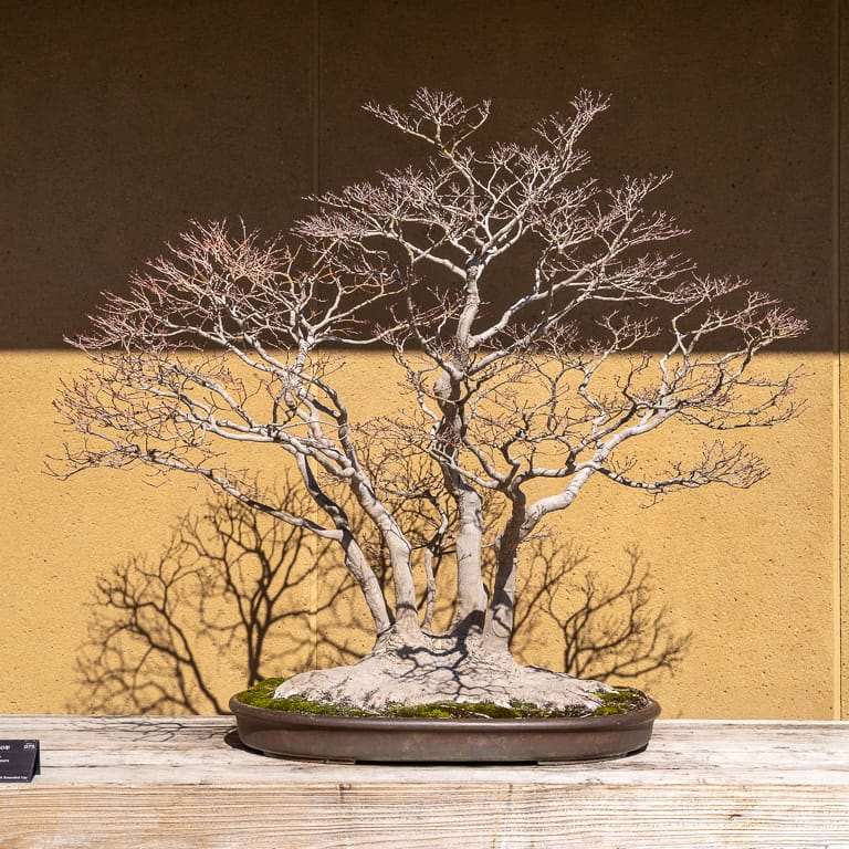 大宫盆景博物馆花园的亮点 图片