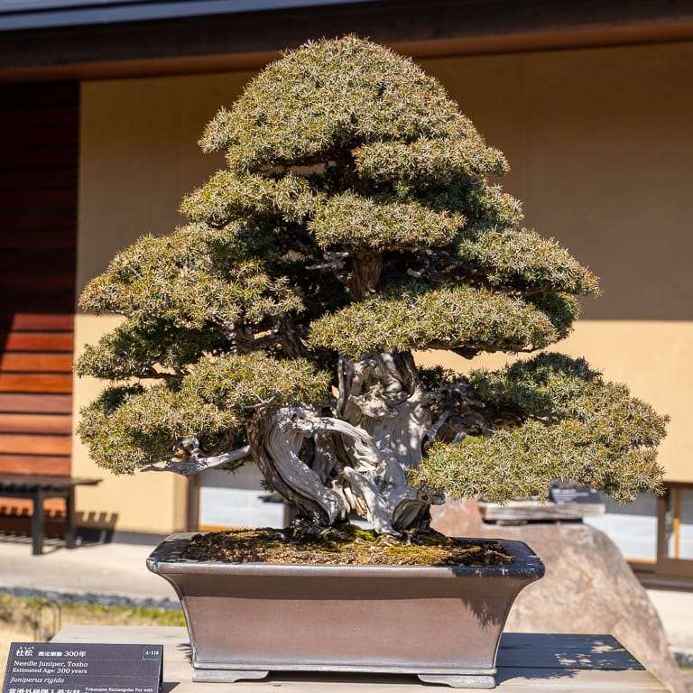 大宫盆景博物馆花园的亮点 图片