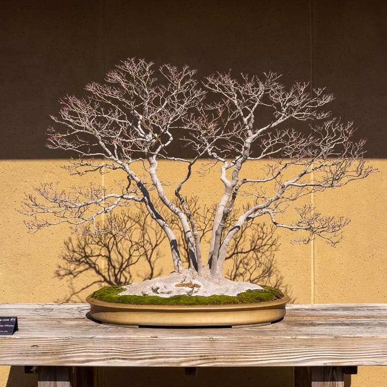 大宫盆景博物馆花园的亮点 图片