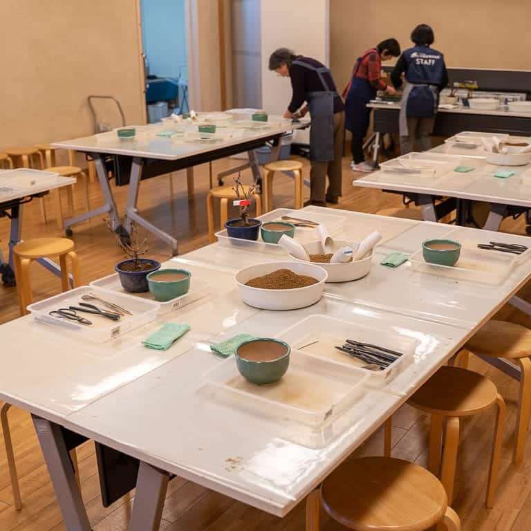 大宫盆景博物馆花园的亮点 图片