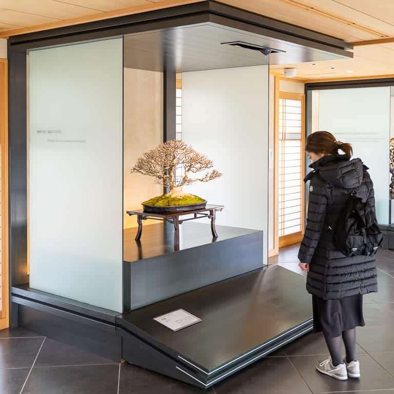 2020 大宫盆景博物馆 追求美的境界