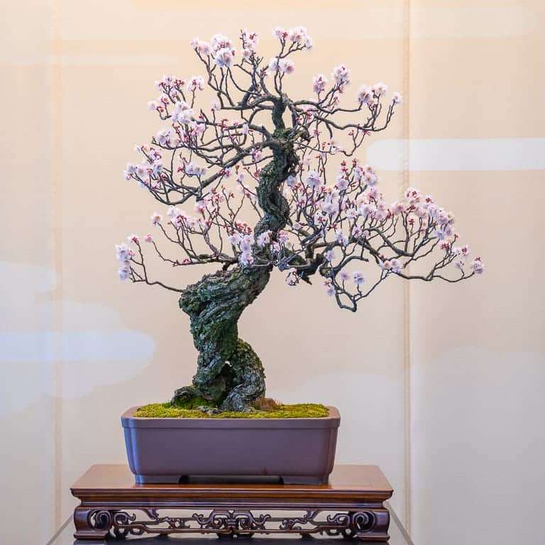 2020 大宫盆景博物馆 追求美的境界