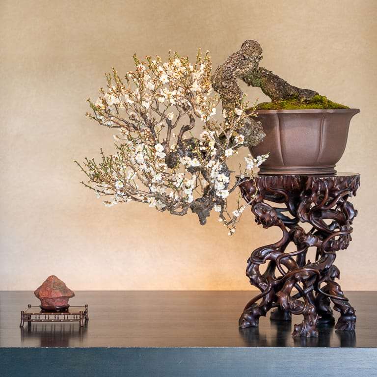 2020 大宫盆景博物馆 追求美的境界