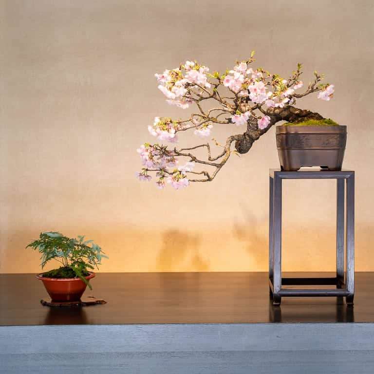 2020 大宫盆景博物馆 追求美的境界