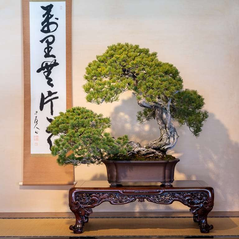 2020 大宫盆景博物馆 追求美的境界