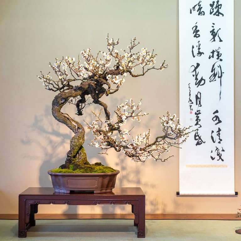 2020 大宫盆景博物馆 追求美的境界