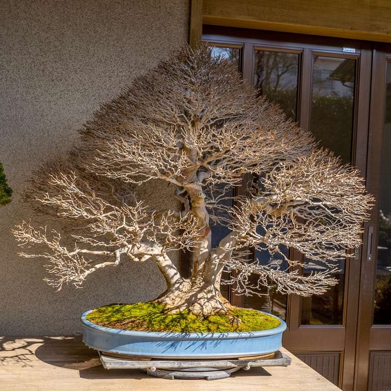 2020 参观竹山博司的扶阳盆景园 图片