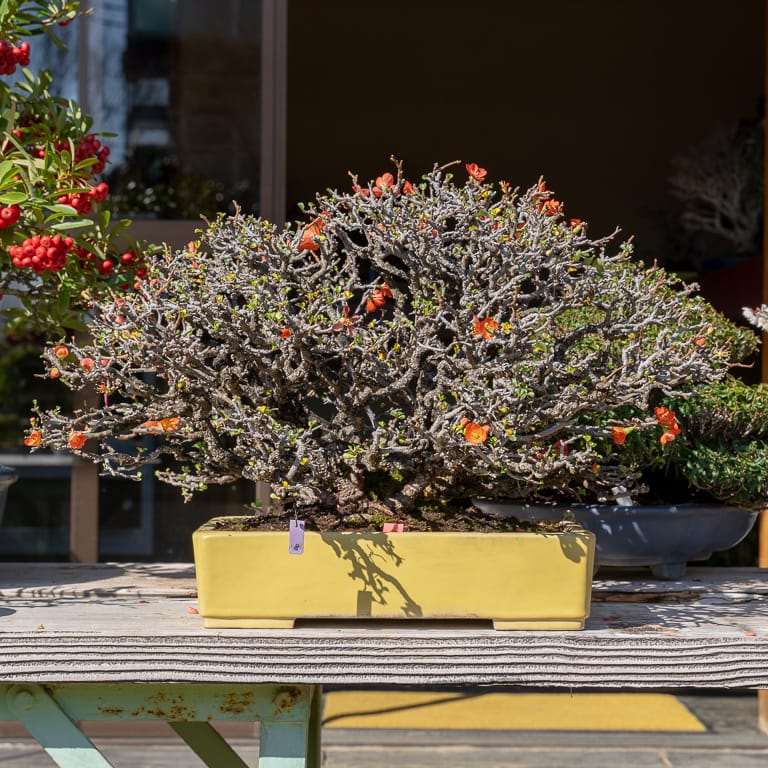 2020 参观竹山博司的扶阳盆景园 图片