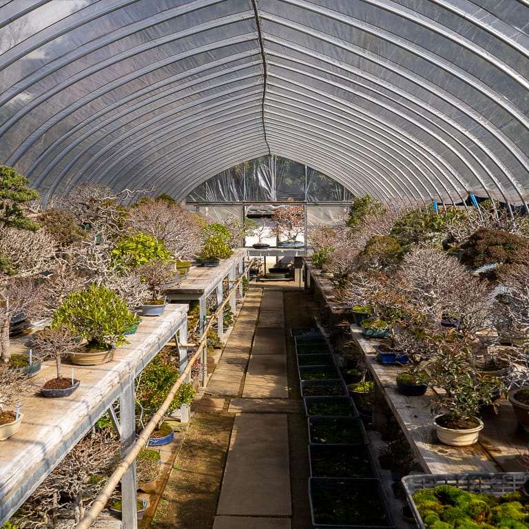 2020 参观竹山博司的扶阳盆景园 图片