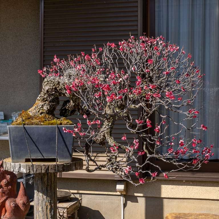 2020 参观竹山博司的扶阳盆景园 图片