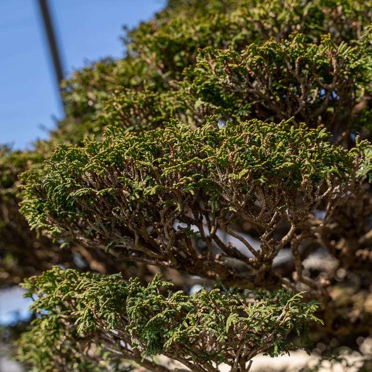 2020 参观竹山博司的扶阳盆景园 图片