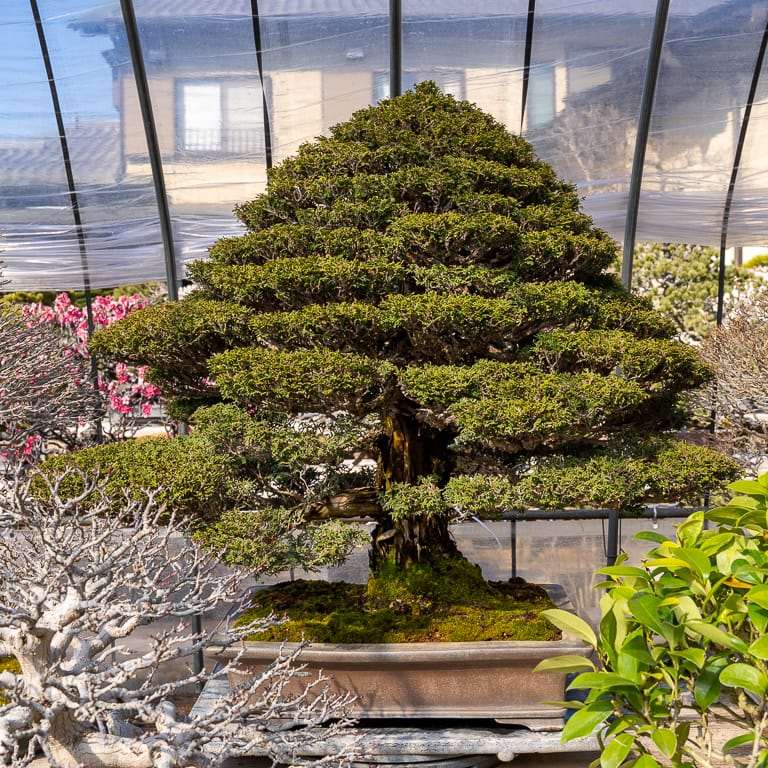 2020 参观竹山博司的扶阳盆景园 图片