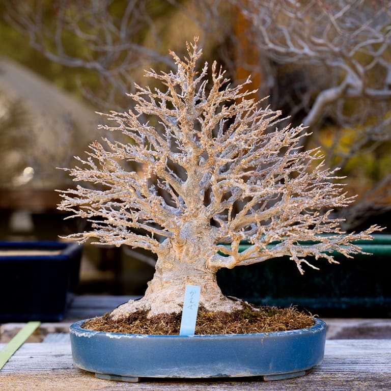 2020 参观竹山博司的扶阳盆景园 图片