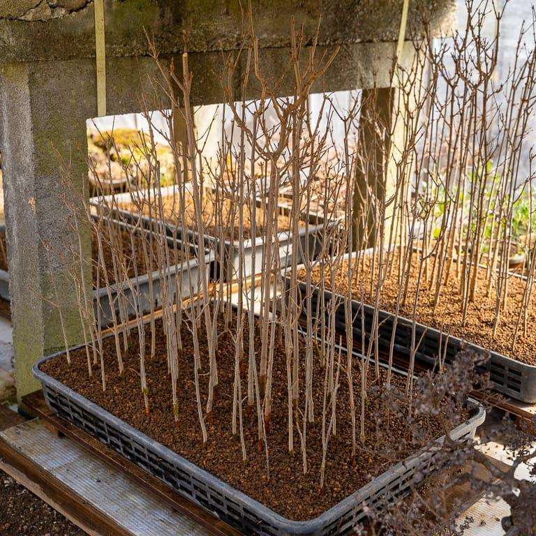 2020 参观竹山博司的扶阳盆景园 图片