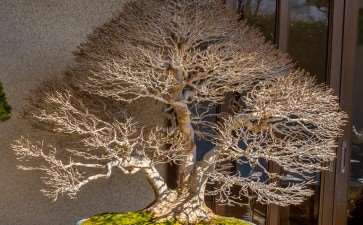 2020 参观竹山博司的扶阳盆景园 图片