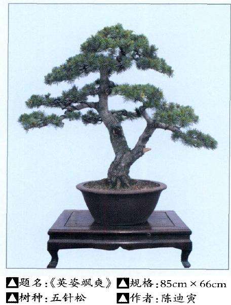 宁波慈溪举办首届盆景展