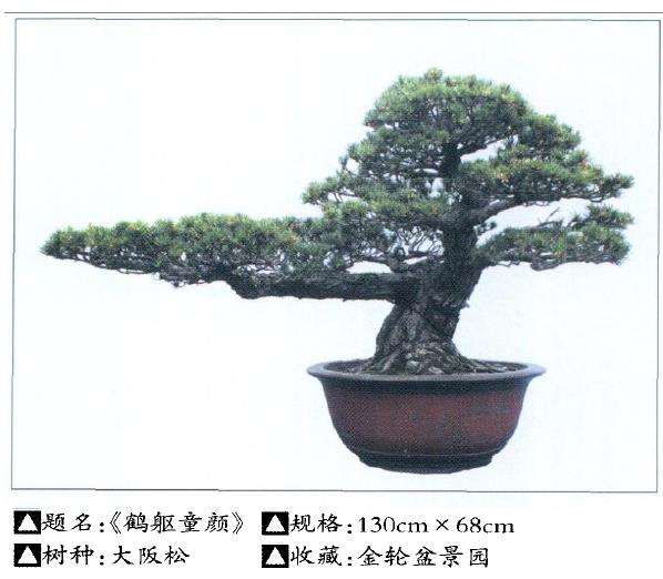 宁波慈溪举办首届盆景展