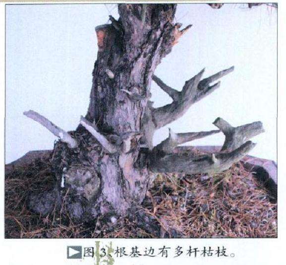 黄山松盆景怎么去繁求势