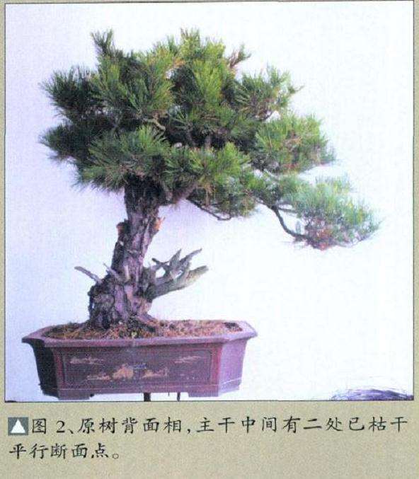 黄山松盆景怎么去繁求势