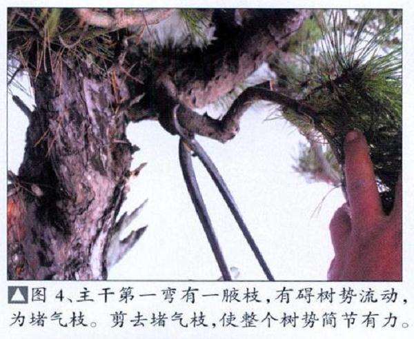 黄山松盆景怎么去繁求势