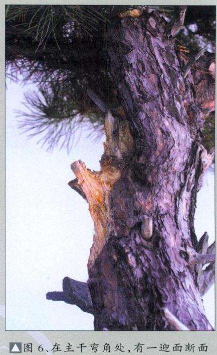 黄山松盆景怎么去繁求势