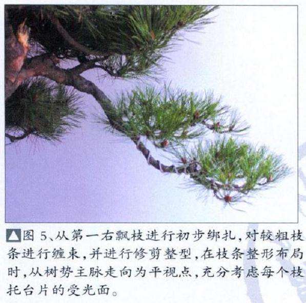 黄山松盆景怎么去繁求势