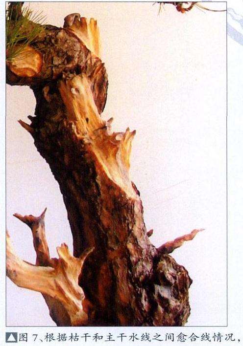 黄山松盆景怎么去繁求势