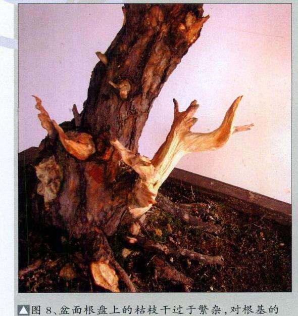黄山松盆景怎么去繁求势