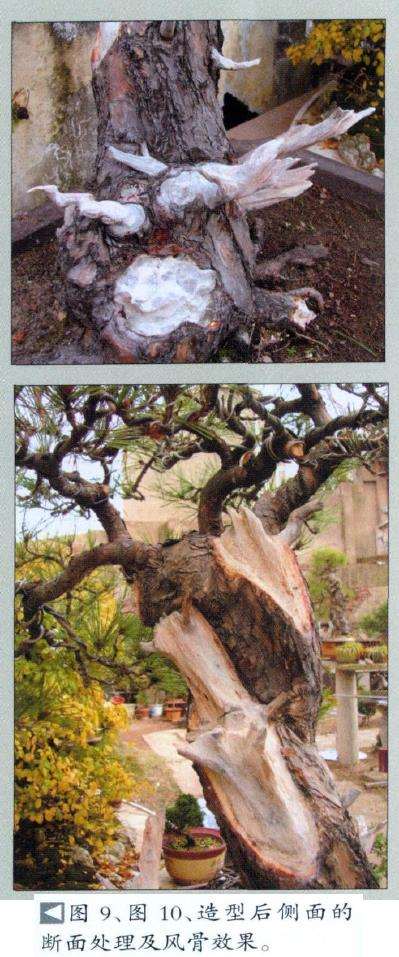 黄山松盆景怎么去繁求势