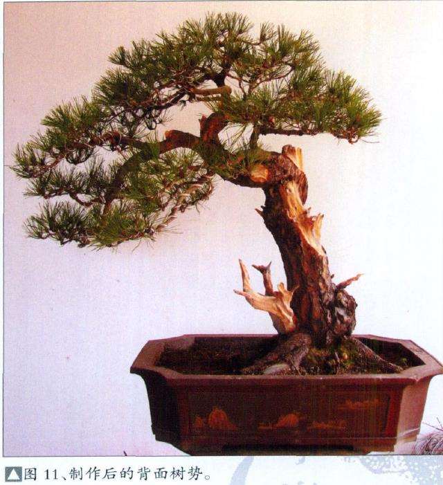 黄山松盆景怎么去繁求势