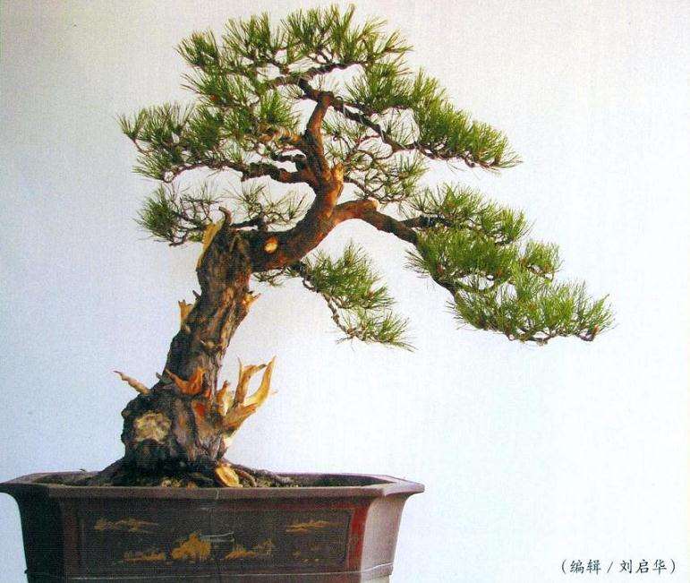 黄山松盆景怎么去繁求势