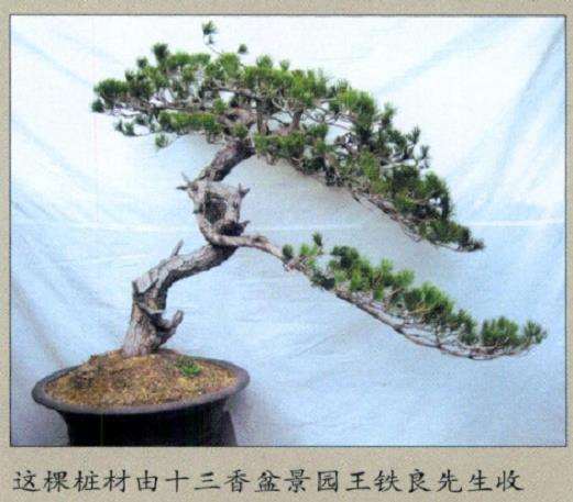 赤松盆景怎么删繁就简