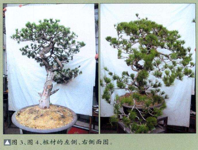 赤松盆景怎么删繁就简