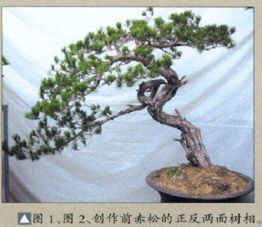 赤松盆景怎么删繁就简