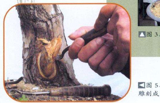 赤松盆景怎么删繁就简