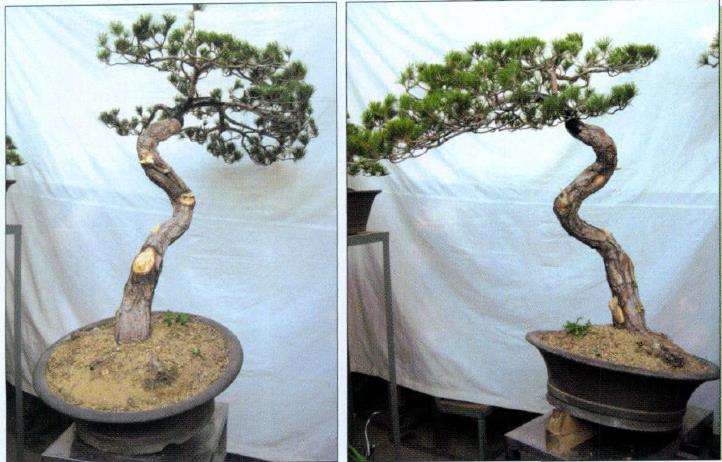 赤松盆景怎么删繁就简