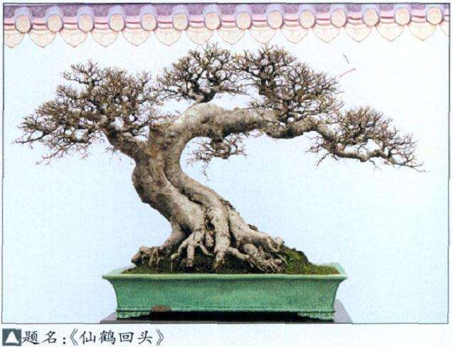 顺德举办一次别开生面的盆景展